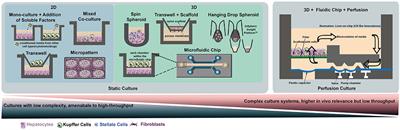 Recent Advances in Models of Immune-Mediated Drug-Induced Liver Injury